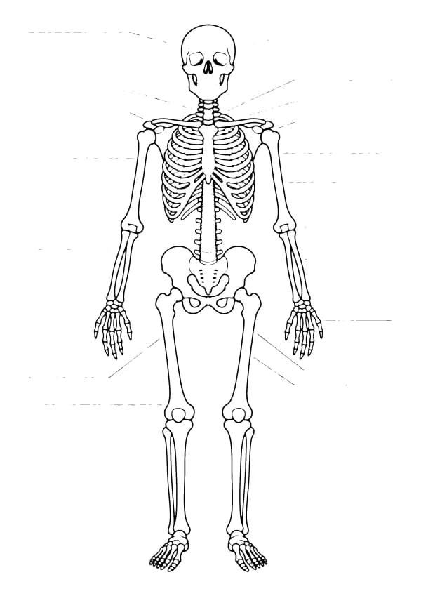 Anatomy coloring pages