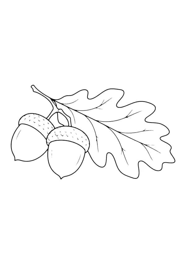 Printable hand-drawn Acorn and Oak Leaf coloring page