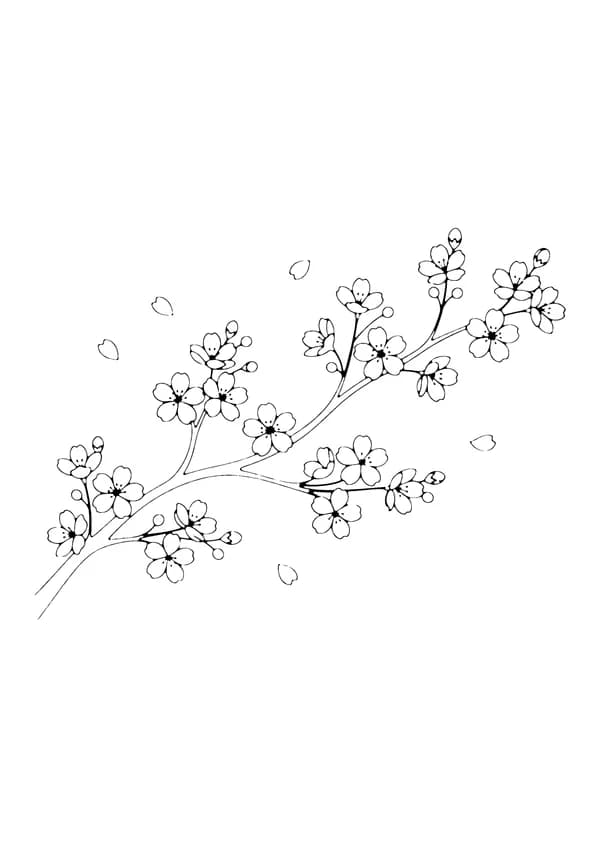 Printable hand-drawn Cherry Blossom Branch coloring page