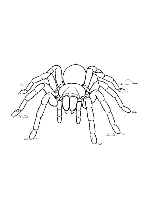 Printable hand-drawn Fuzzy Tarantula coloring page
