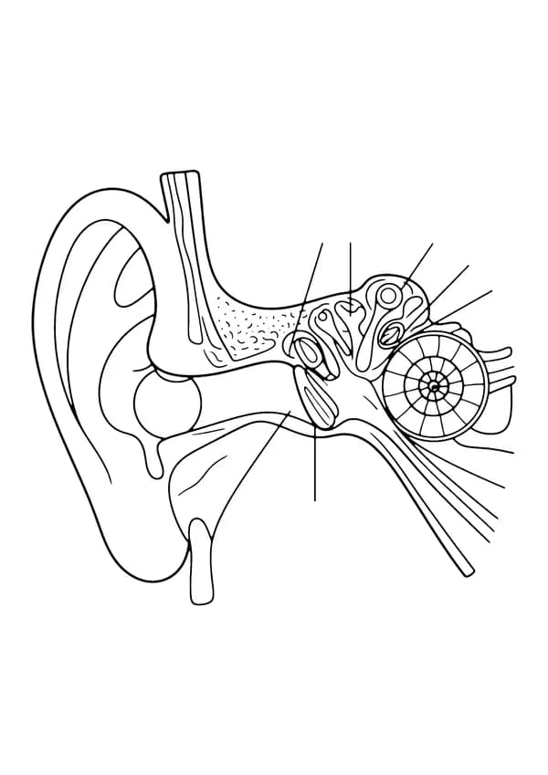 Printable hand-drawn Human Ear coloring page