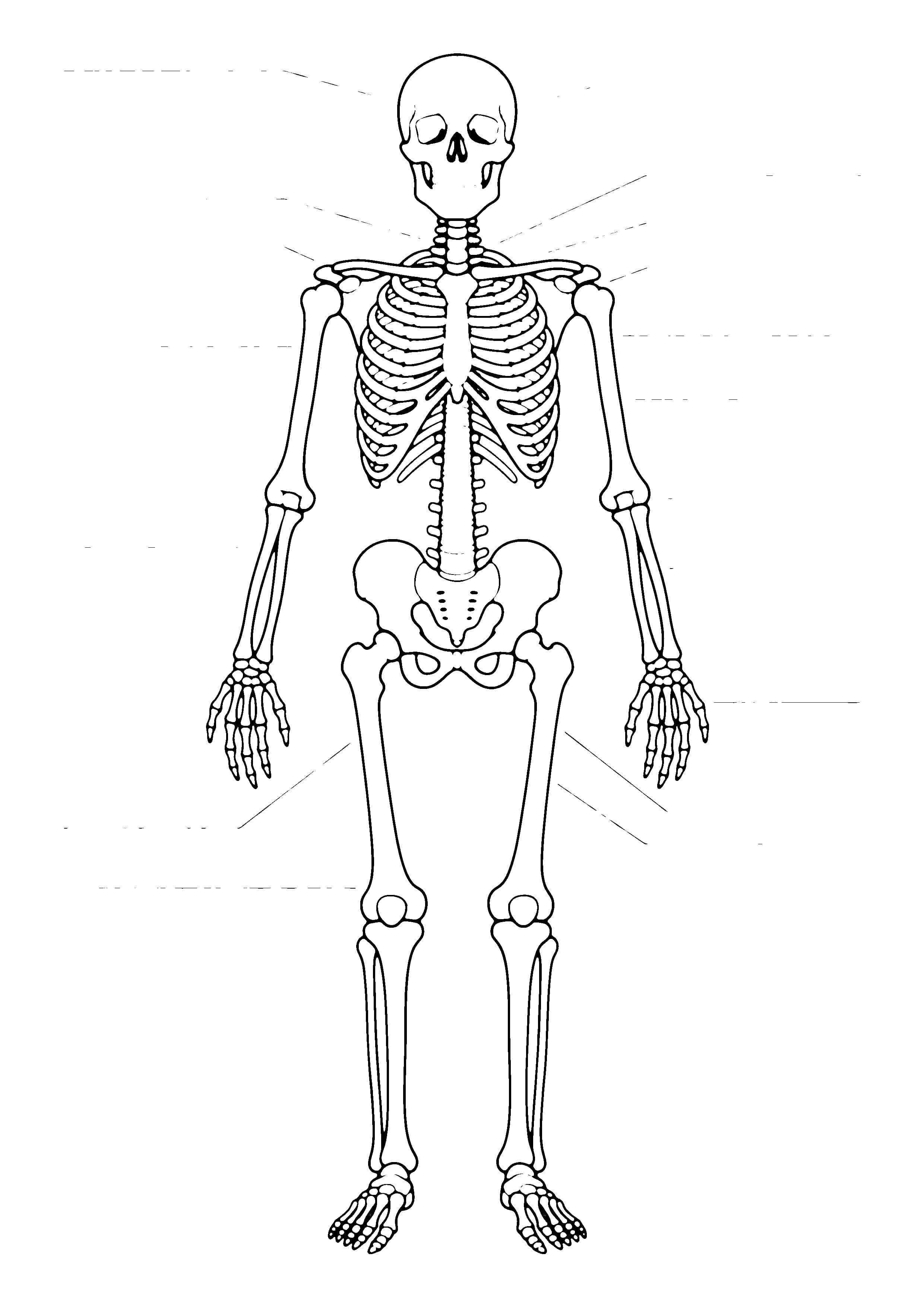 Printable hand-drawn Human Skeleton coloring page