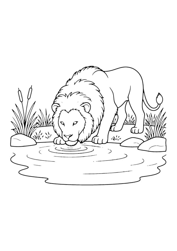 Printable hand-drawn Lion Drinking at the Watering Hole coloring page