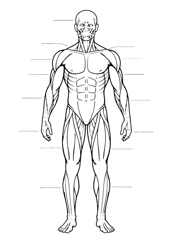 Printable hand-drawn Muscle Diagram coloring page