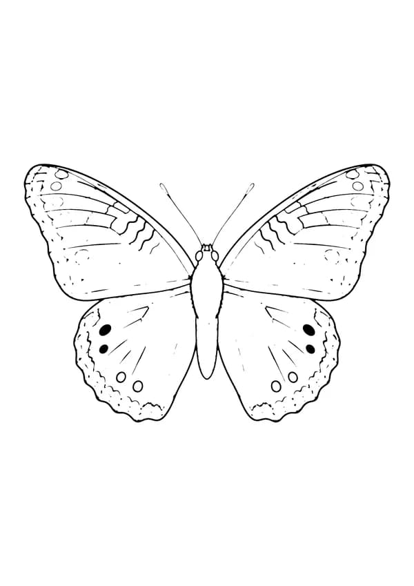 Printable hand-drawn Painted Lady Butterfly coloring page