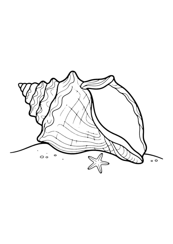 Printable hand-drawn Seashell Close-Up coloring page