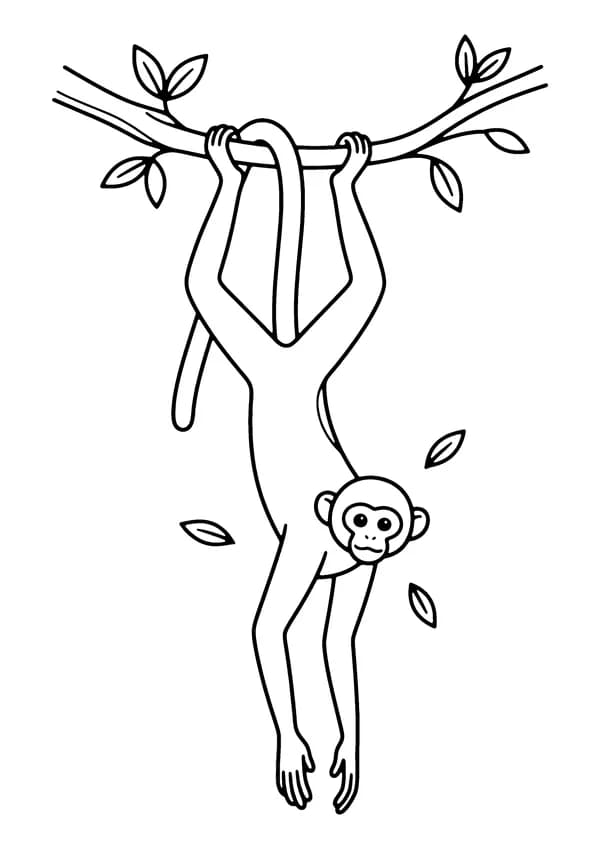 Printable hand-drawn Spider Monkey Hanging coloring page
