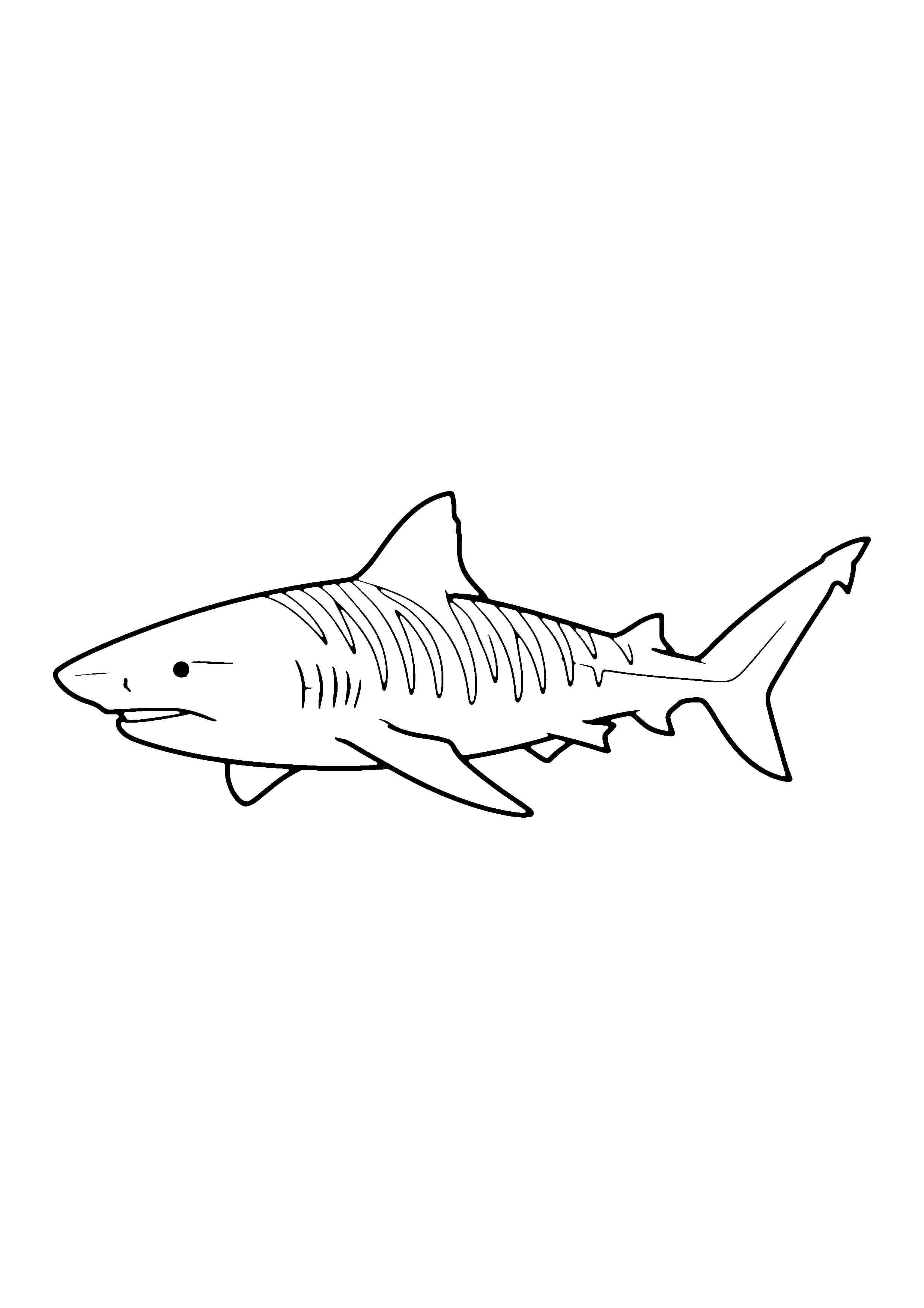 Printable hand-drawn Tiger Shark coloring page