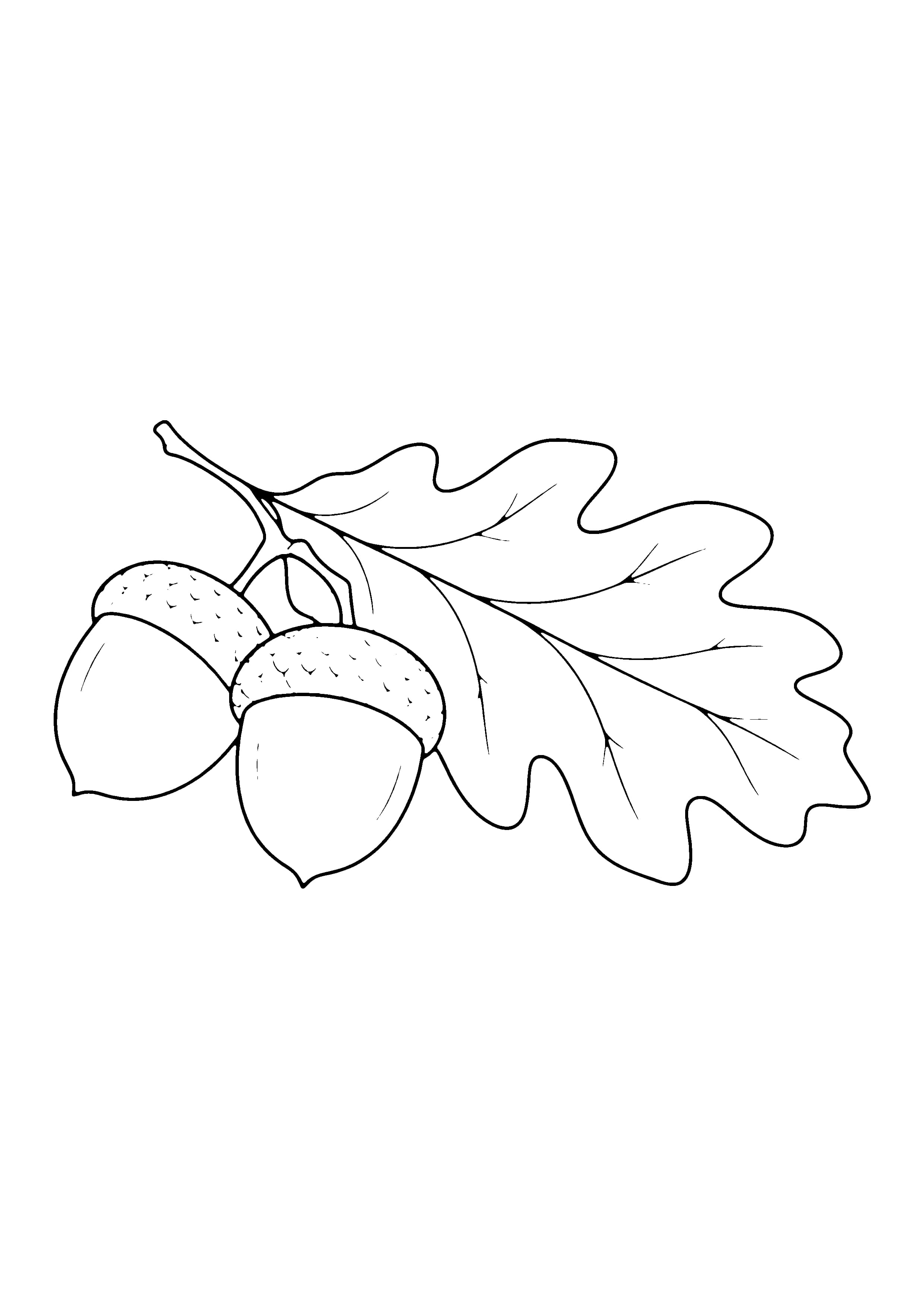 Printable hand-drawn Acorn and Oak Leaf coloring page