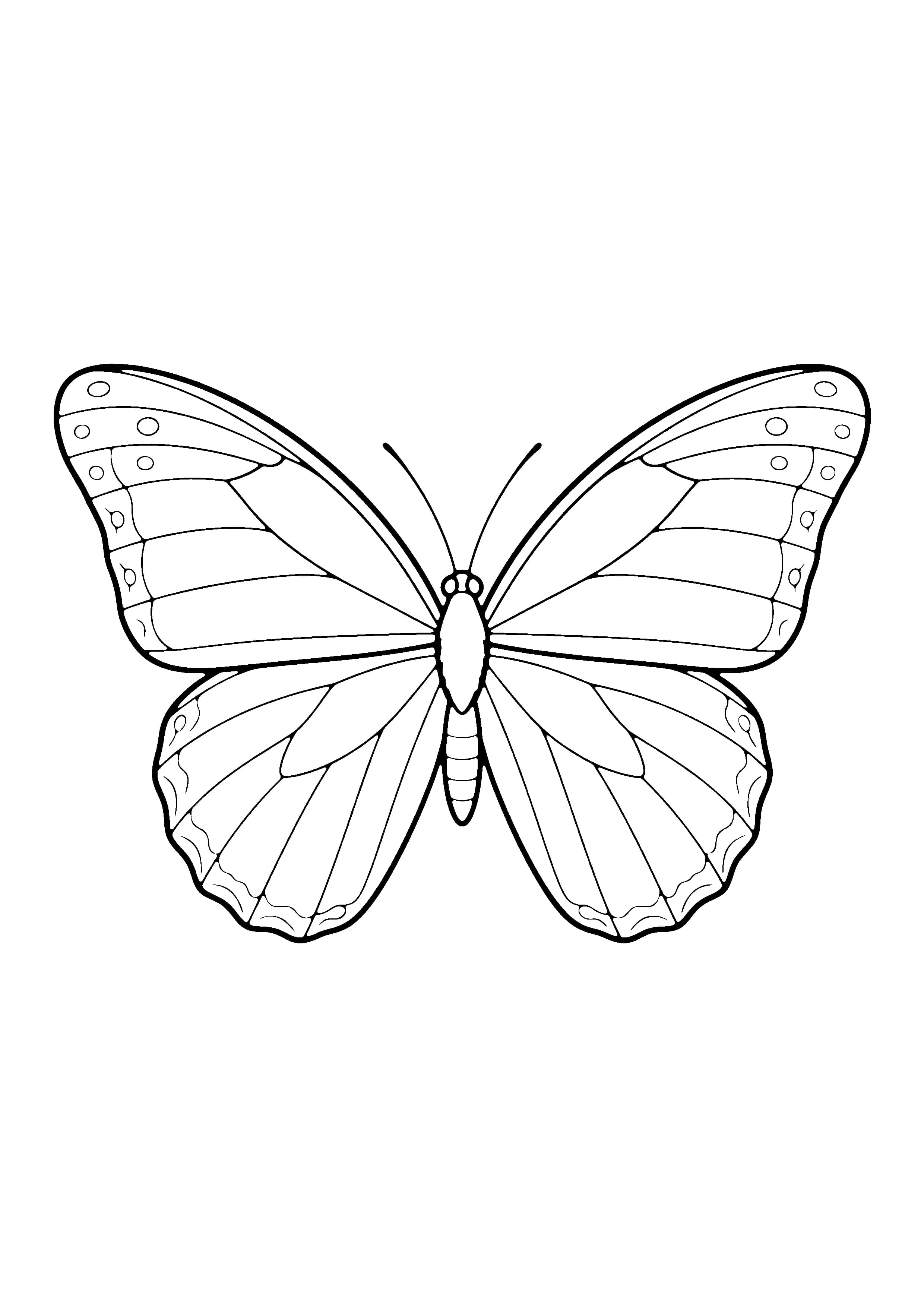 Printable hand-drawn Blue Morpho Butterfly coloring page