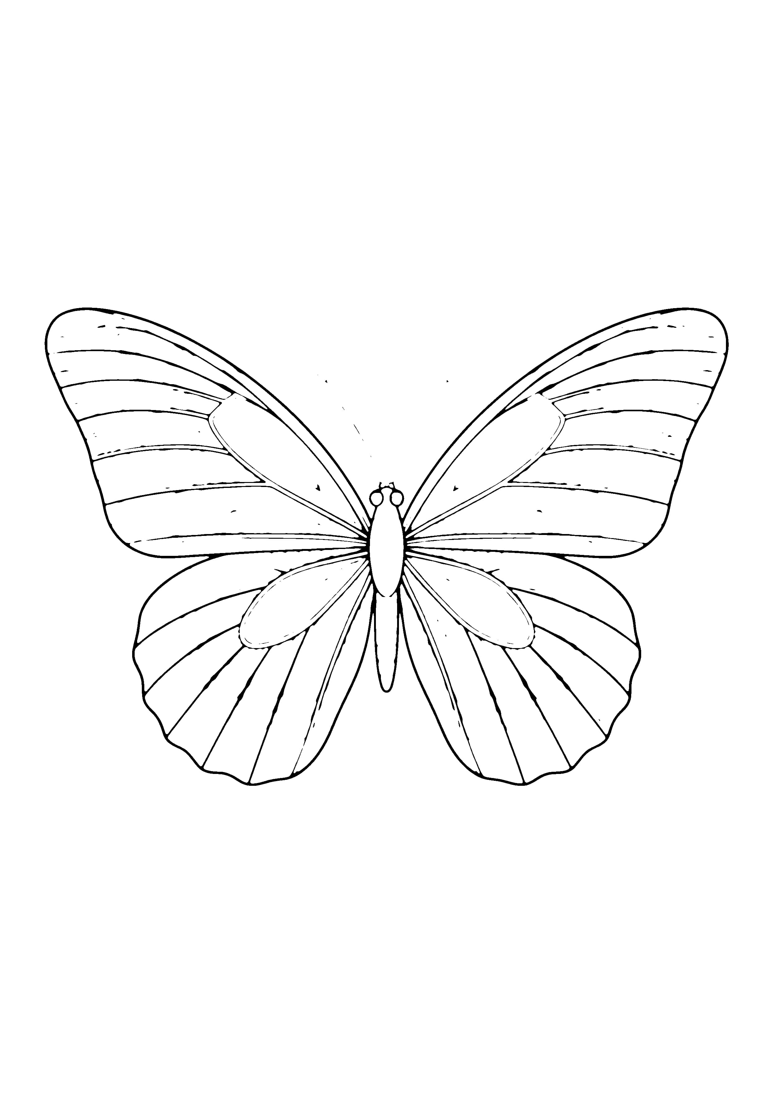 Printable hand-drawn Butterfly Close-Up coloring page