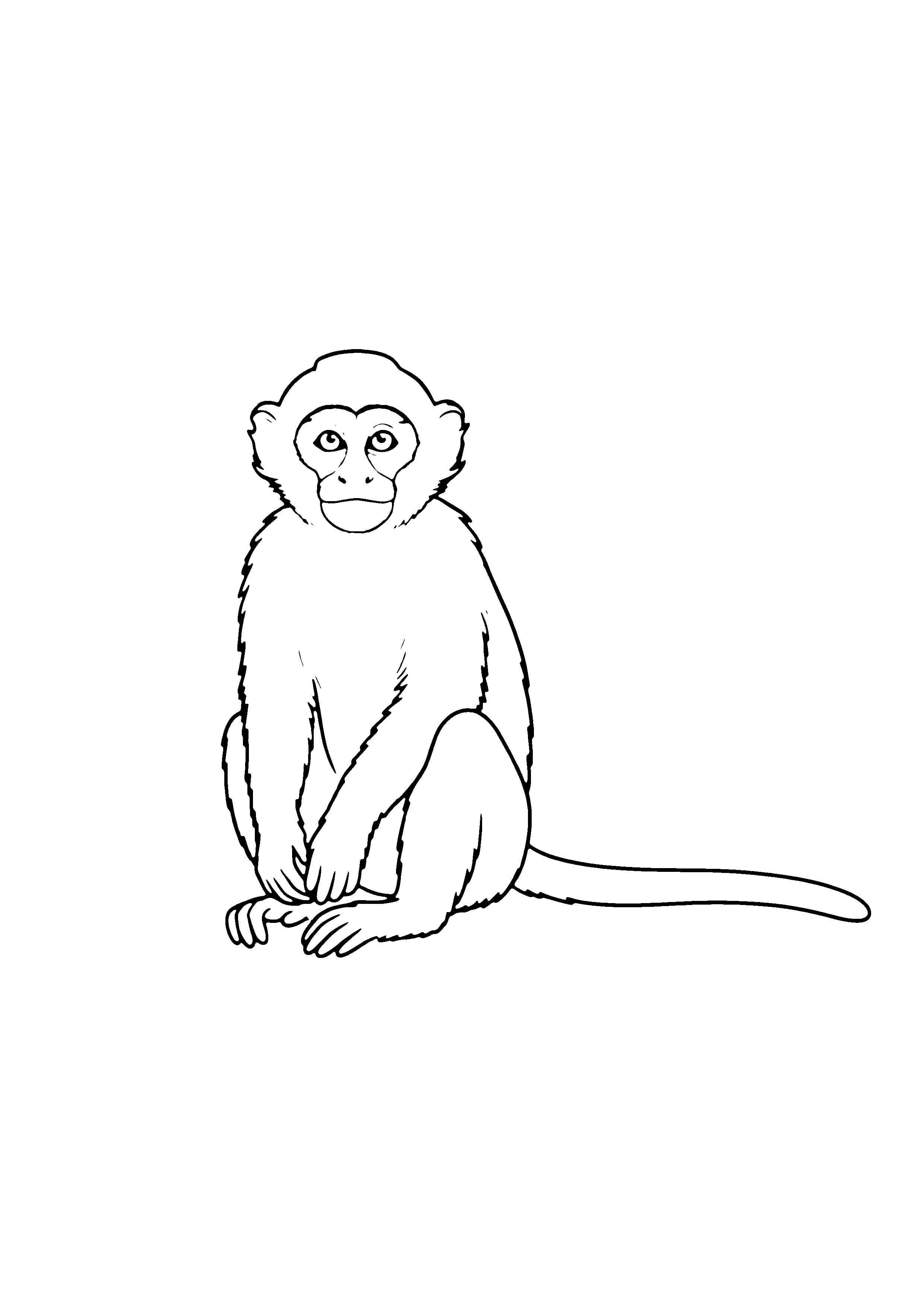 Printable hand-drawn Capuchin Monkey coloring page