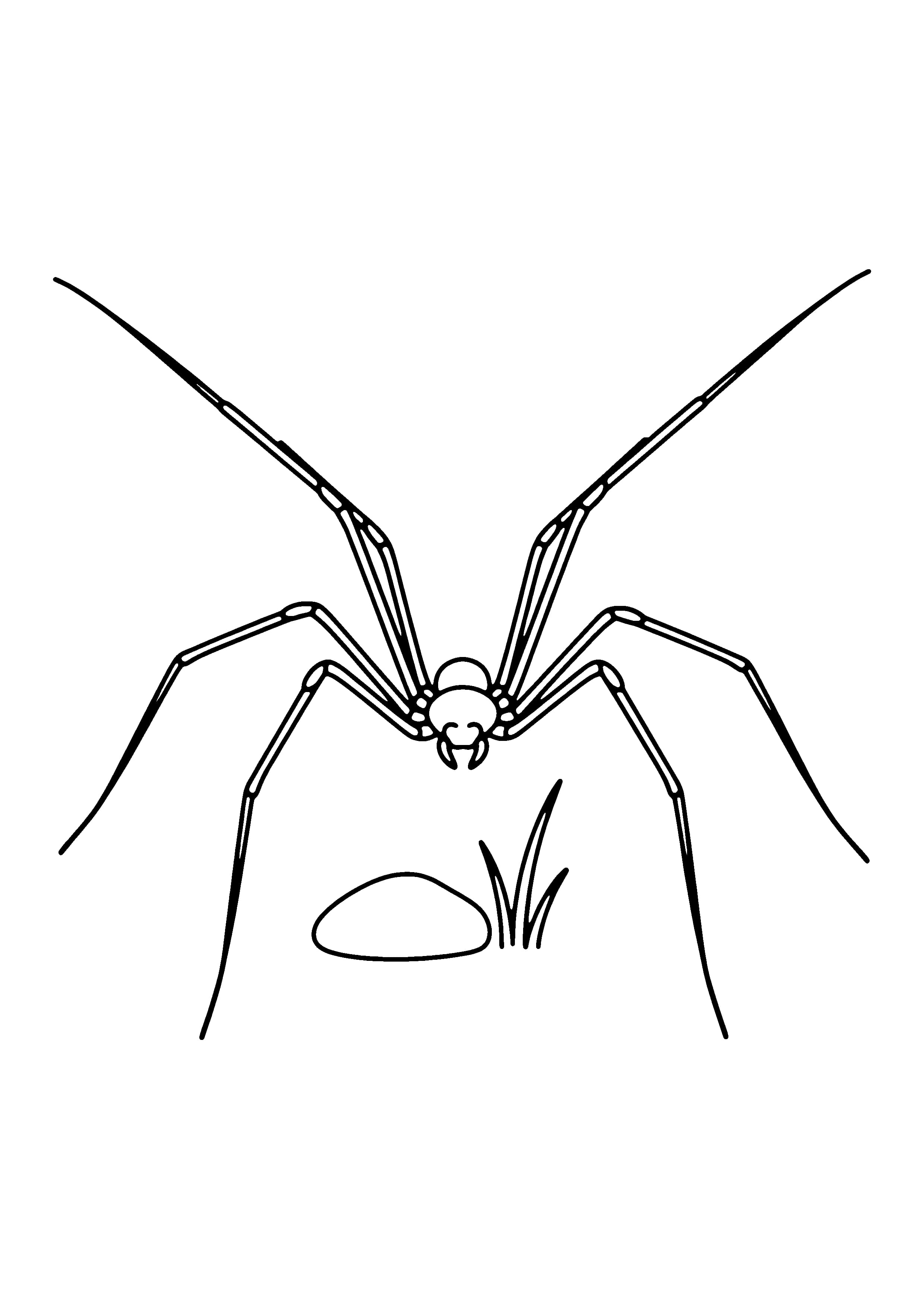 Printable hand-drawn Daddy Longlegs coloring page