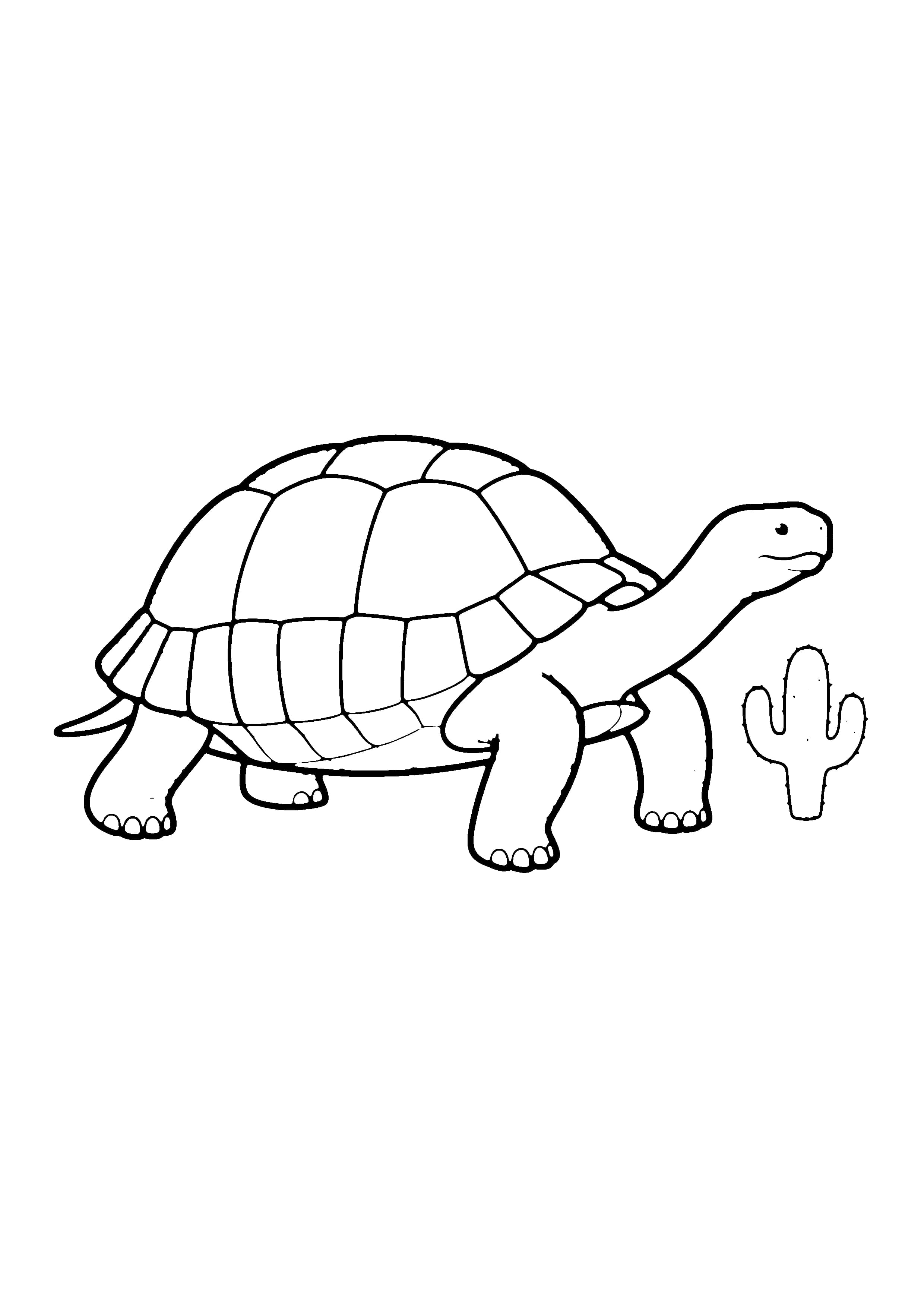Printable hand-drawn Desert Tortoise coloring page