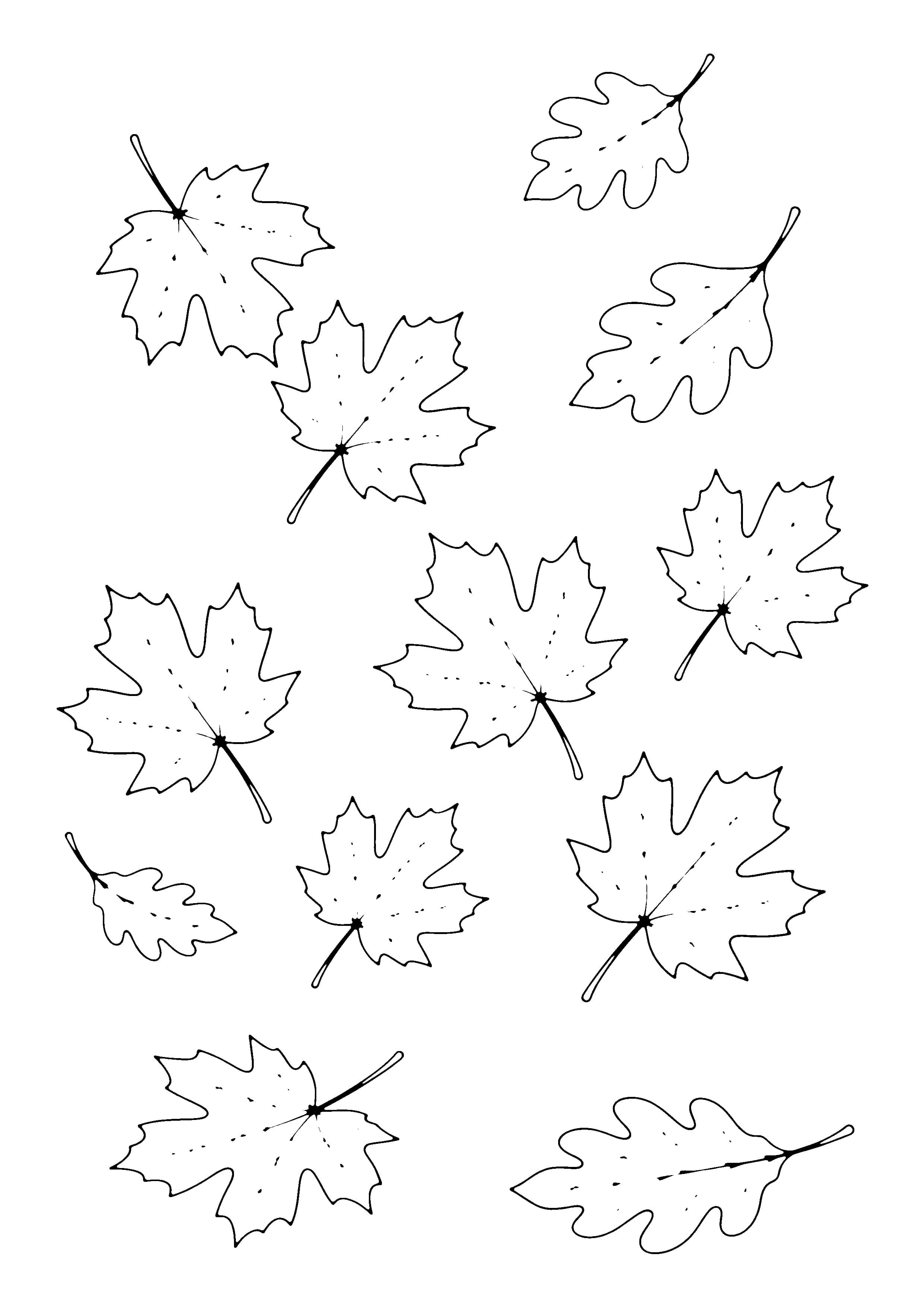 Printable hand-drawn Falling Maple Leaves coloring page