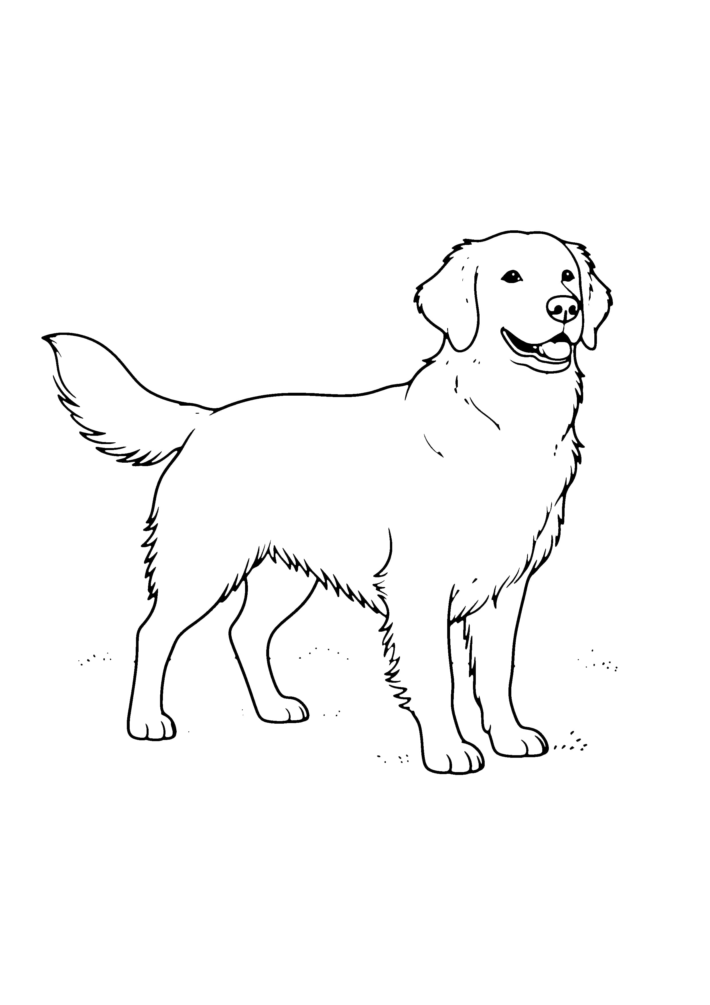 Printable hand-drawn Golden Retriever coloring page