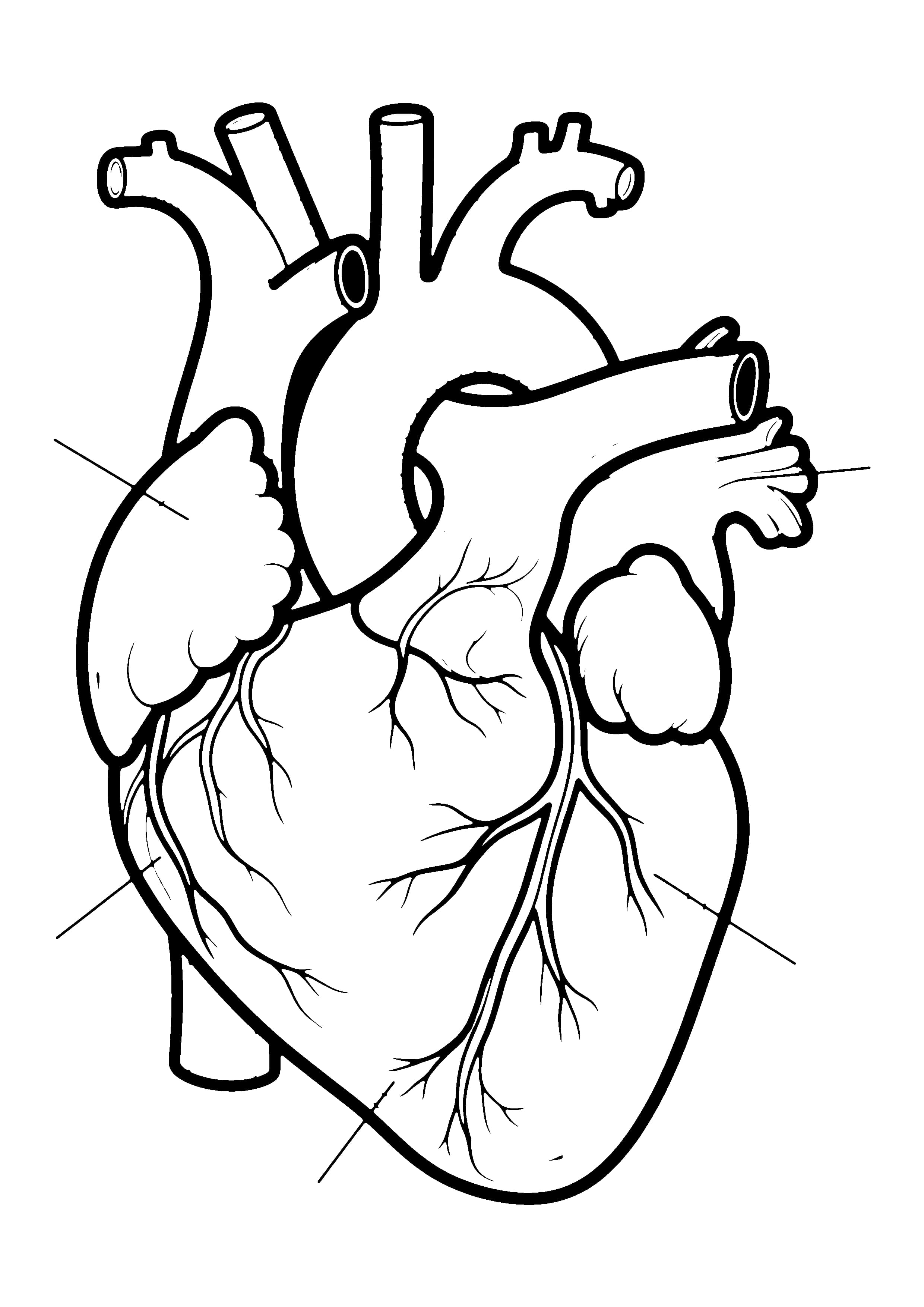 Printable hand-drawn Human Heart coloring page