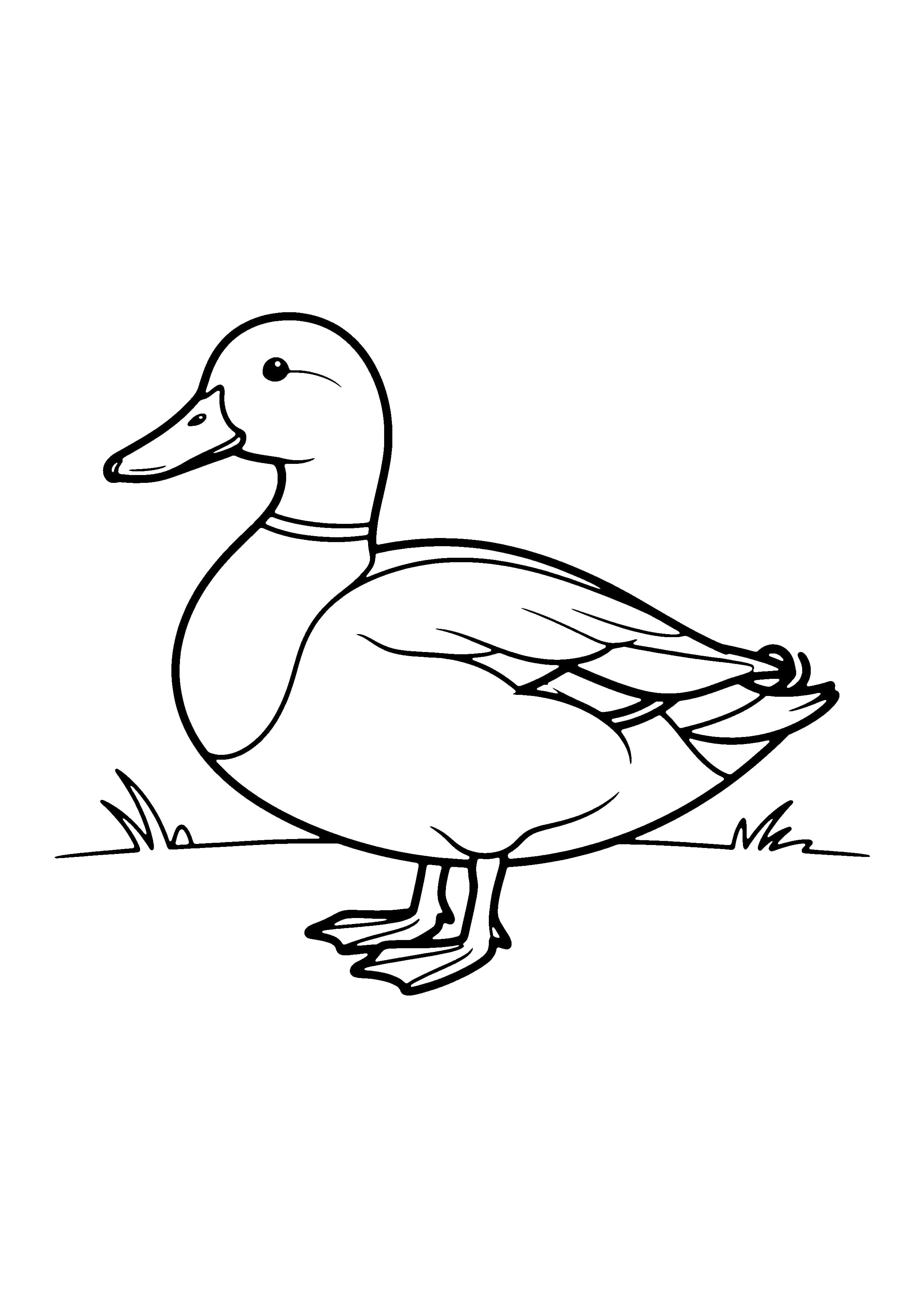 Printable hand-drawn Mallard Drake coloring page