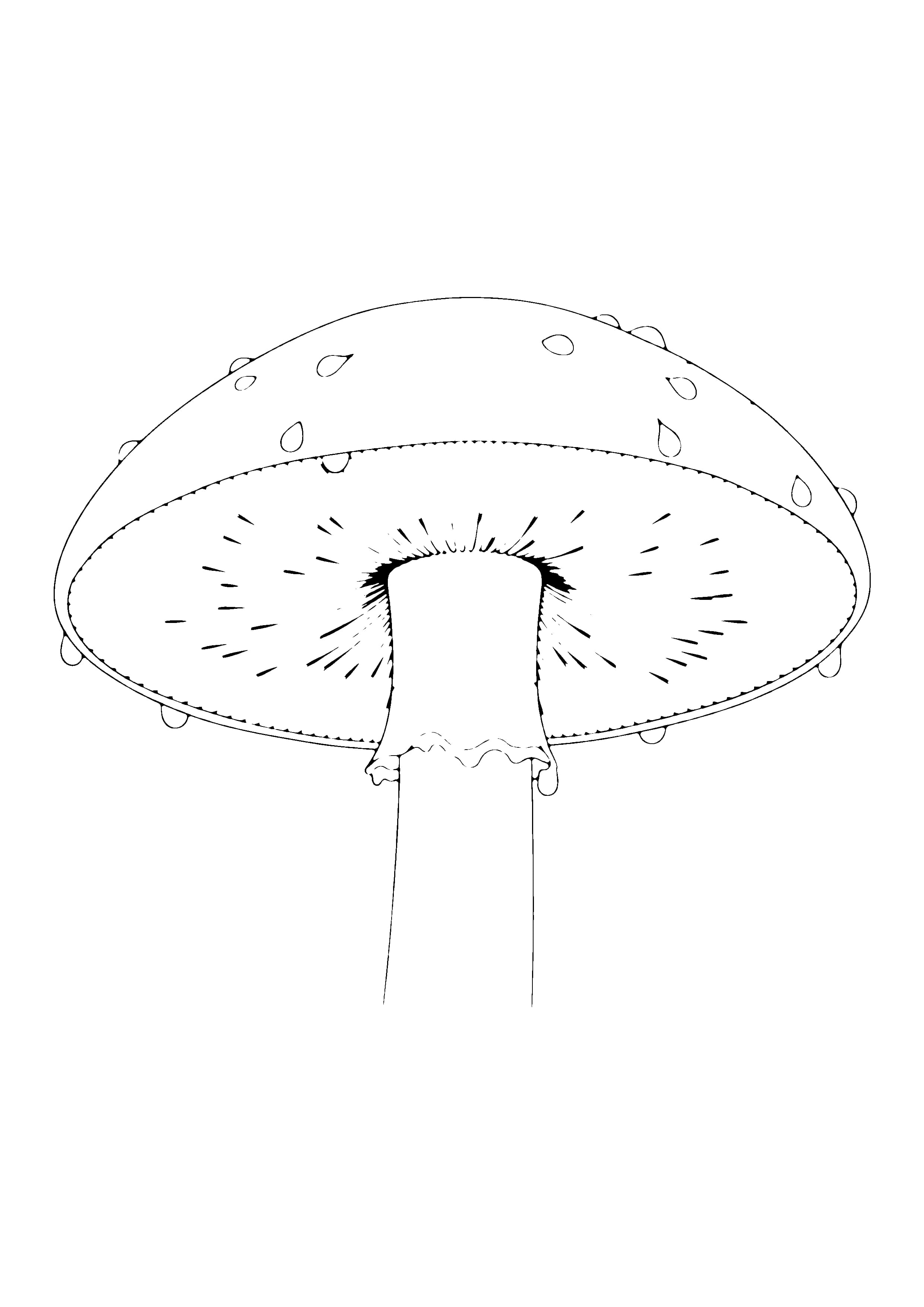 Printable hand-drawn Mushroom Close-Up coloring page