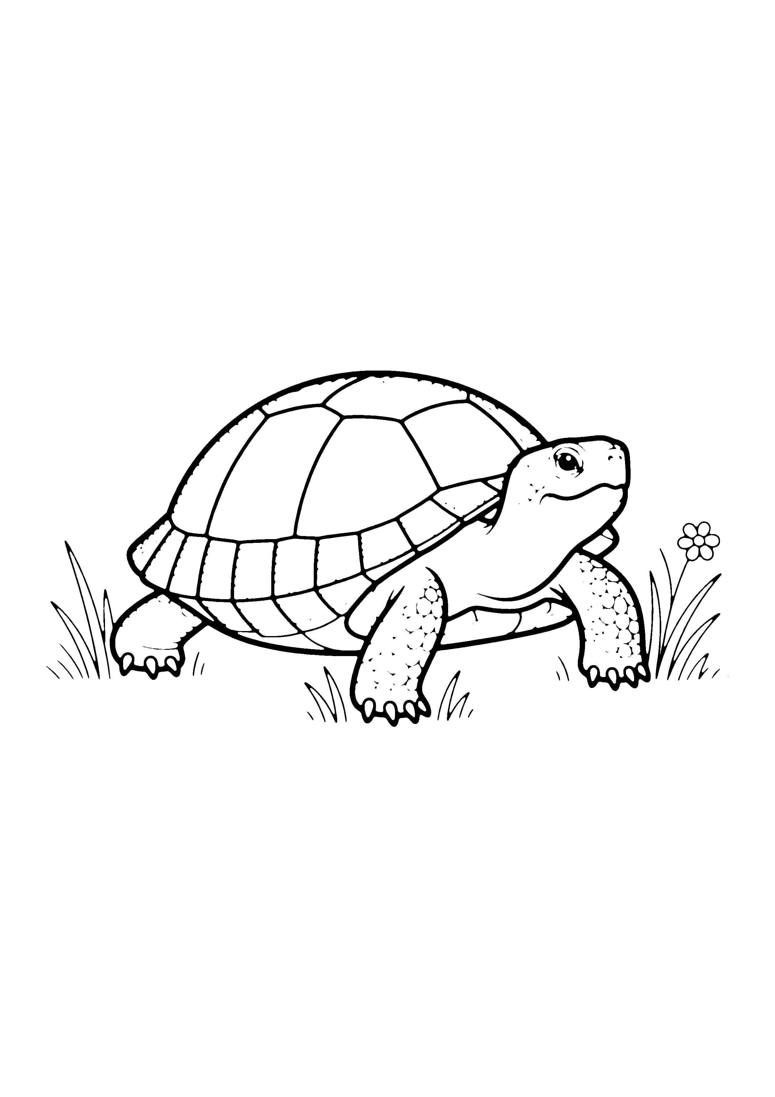 Printable hand-drawn Painted Box Turtle coloring page