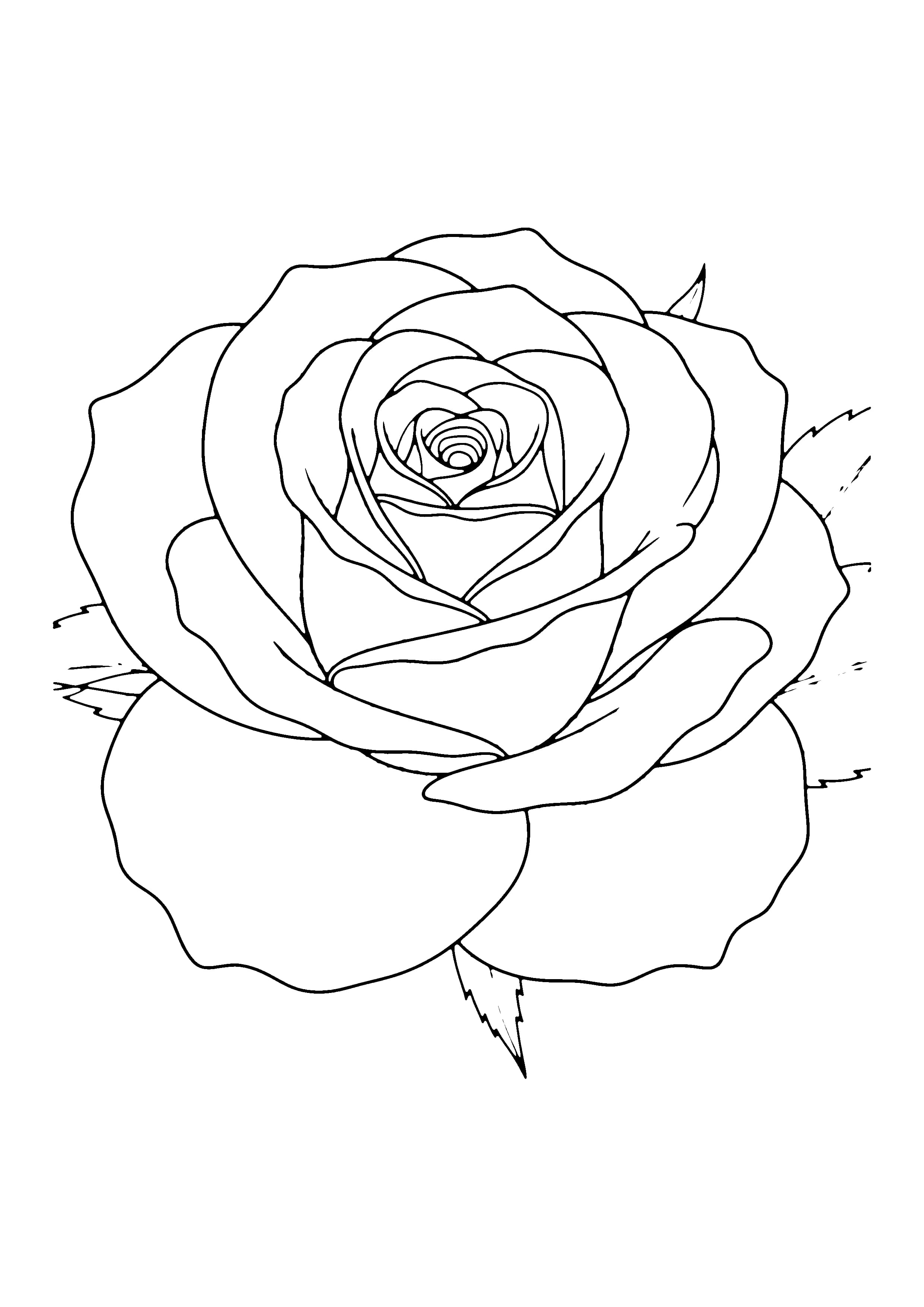 Printable hand-drawn Rose Close-Up coloring page for adults