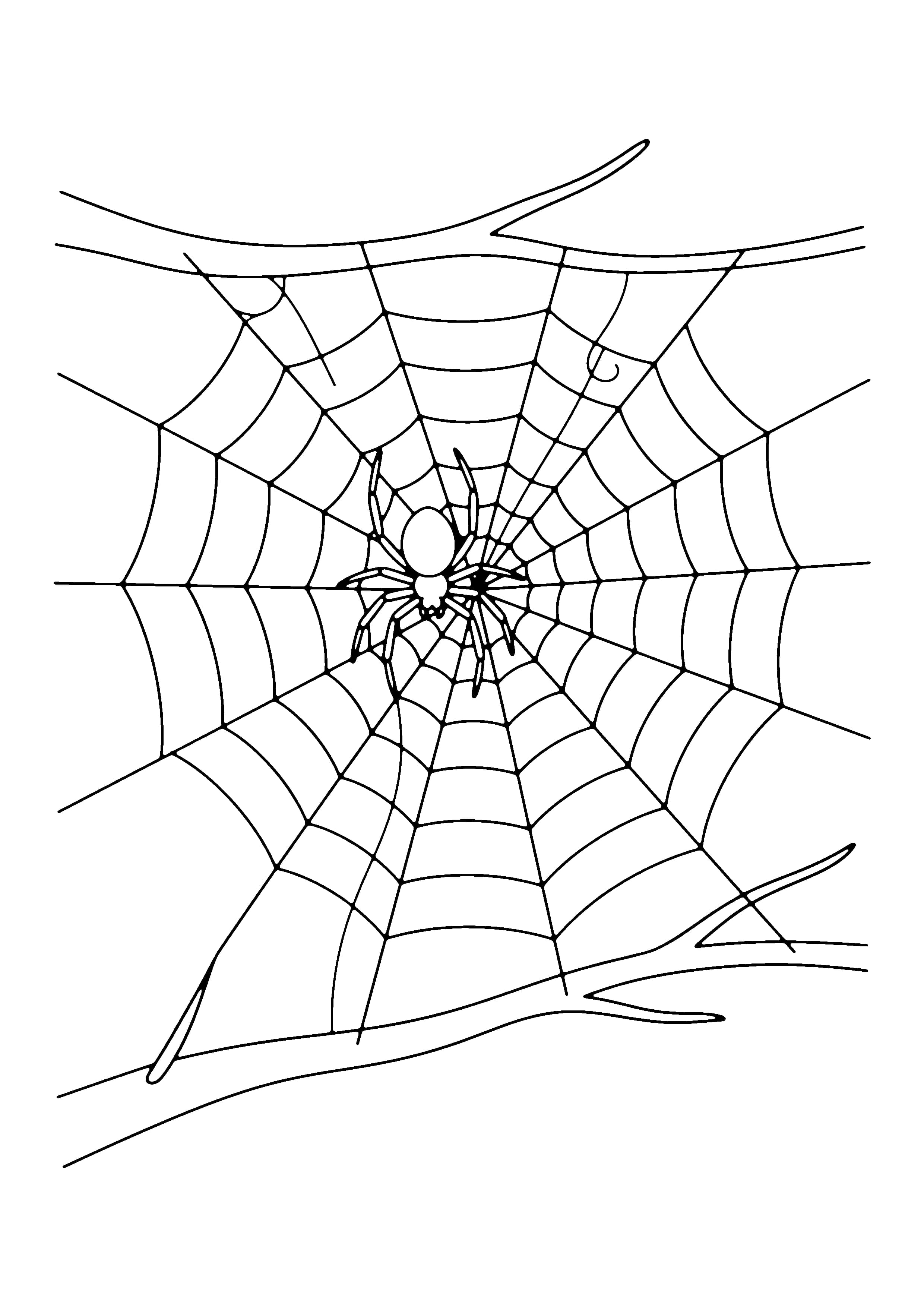 Printable hand-drawn Spider Building a Web coloring page
