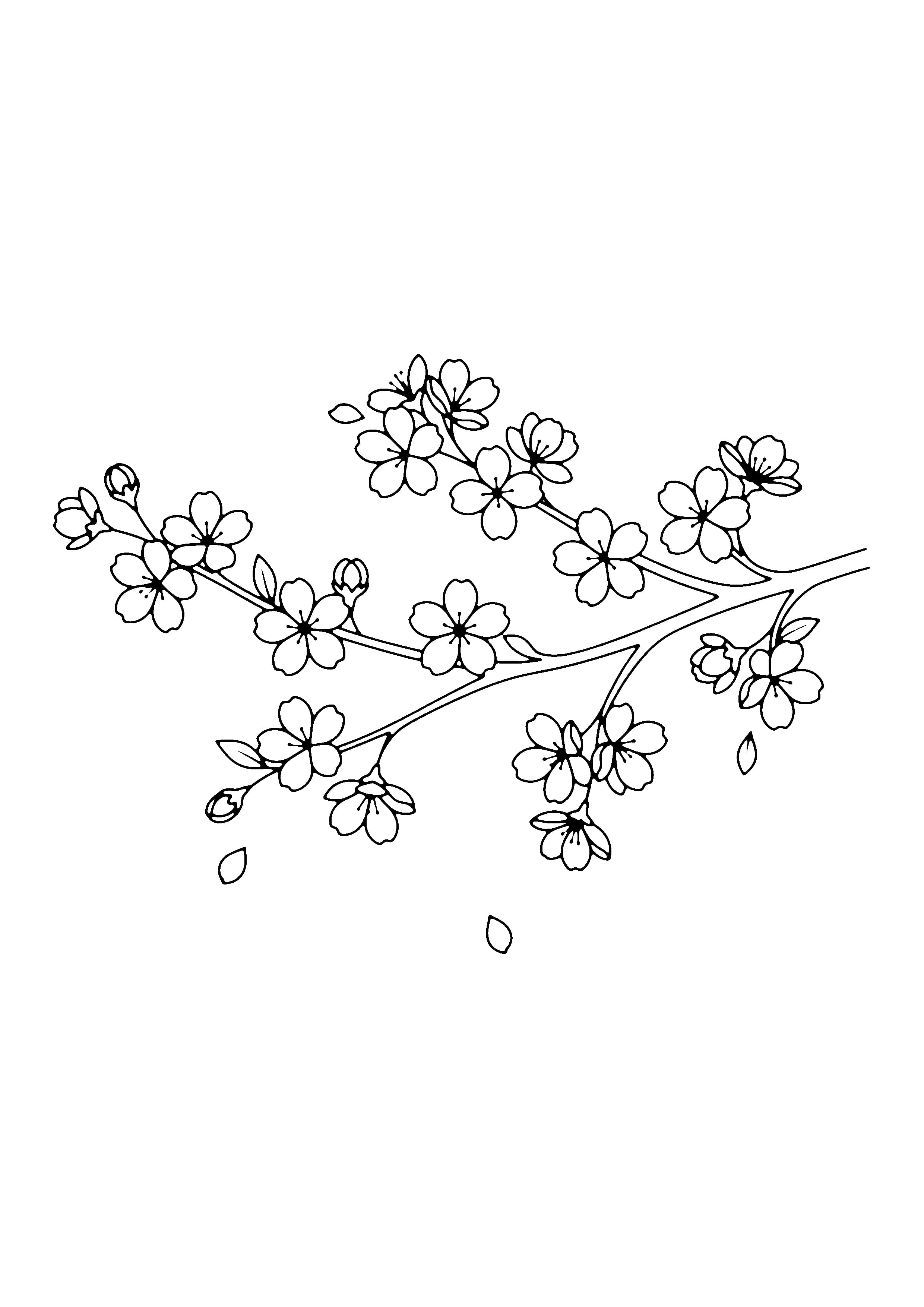 Printable hand-drawn Spring Cherry Blossom Branch coloring page