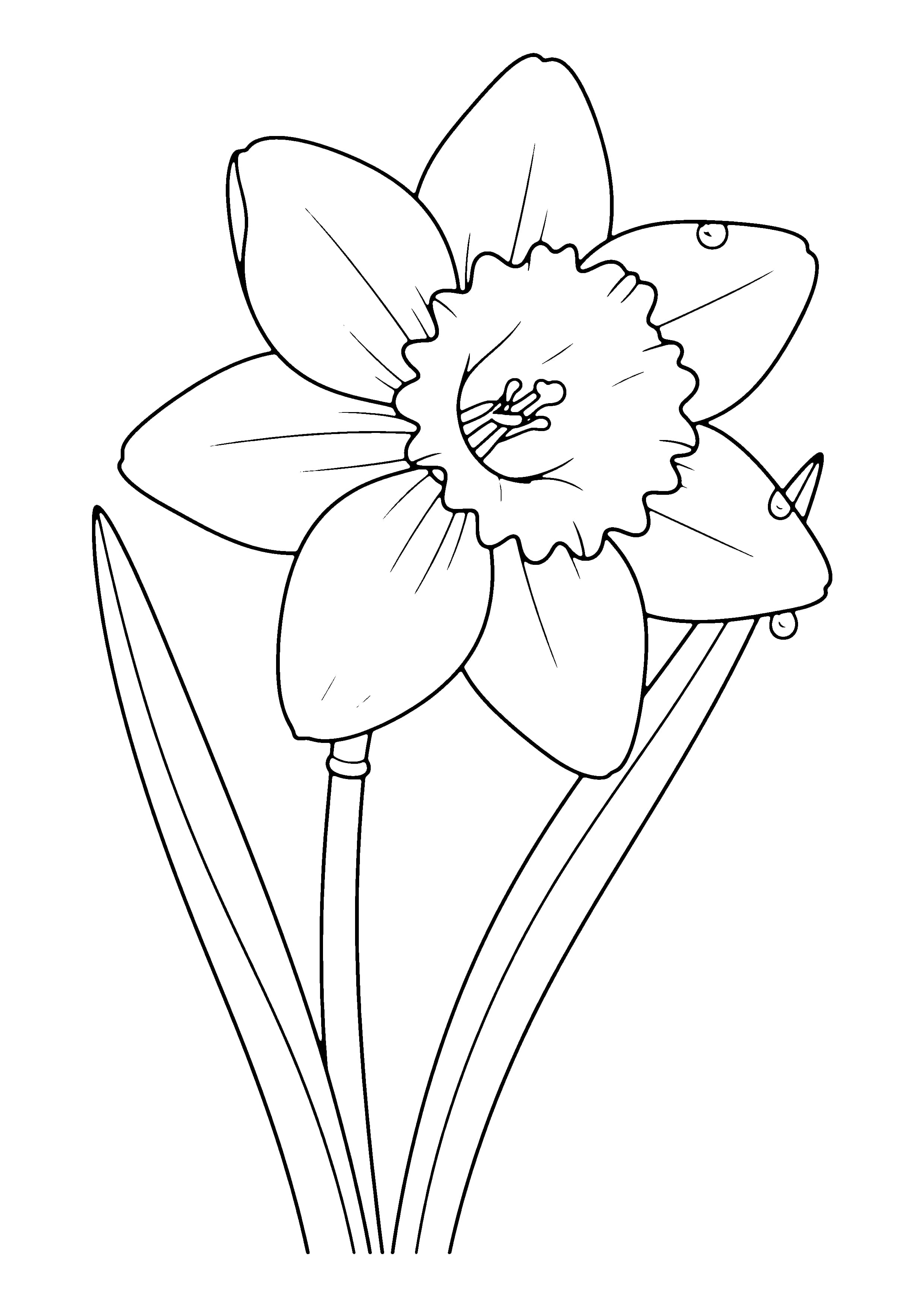 Printable hand-drawn Spring Daffodil Close-Up coloring page